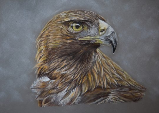 Golden Eagle