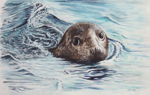 Harbour seal