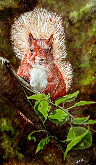 Red Squirrel