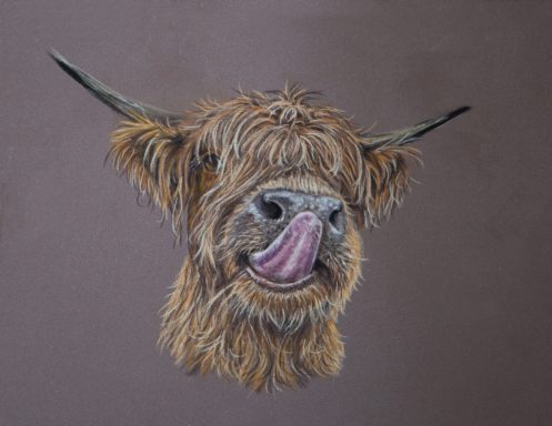 Highland Cow